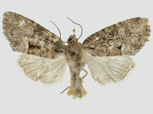 Cherokeea attakullakulla