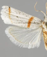 Acroncosa minima