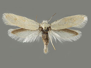 Prodoxus weethumpi