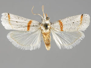 Acroncosa minima