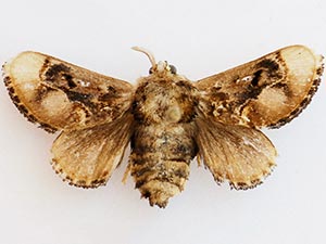 Paleophobetron perornata