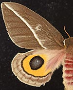 Automeris zephyria