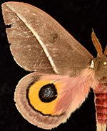 Automeris zephyria