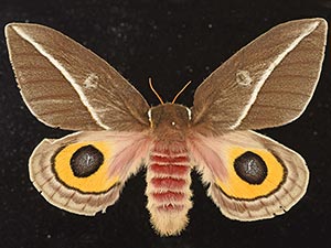 Automeris zephyria