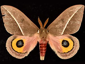 Automeris zephyria