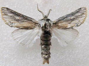 Carboniclava alpicoides