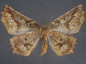 Caripeta canidiaria