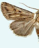 Agrotis daedalus