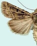 Agrotis orthogonia