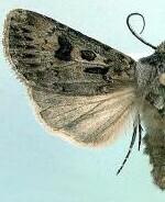 Agrotis ruta