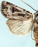 Agrotis robustior