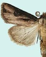 Agrotis venerabilis