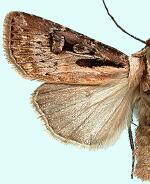 Agrotis vancouverensis