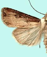 Agrotis stigmosa