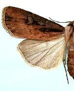 Agrotis volubilis