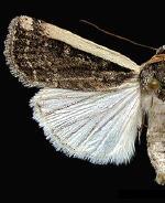 Abagrotis vittifrons