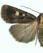 Abagrotis mirabilis