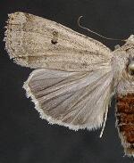 Abagrotis orbis