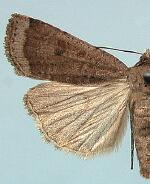 Abagrotis hermina