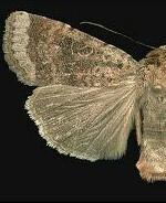 Abagrotis scopeops