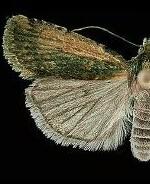 Abagrotis nanalis