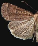 Abagrotis reedi