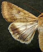 Helicoverpa zea