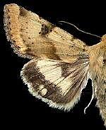 Heliothis phloxiphaga