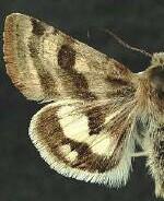 Heliothis ononis