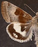 Heliothis oregonica