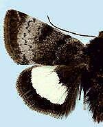 Heliothis borealis