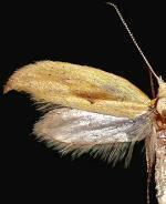 Ypsolopha canariella