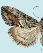 Evergestis subterminalis