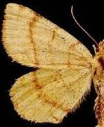 Macaria brunneata