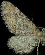 Eupithecia nimbicolor