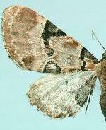 Eupithecia stellata