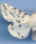 Spilosoma dubia