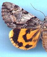 Catocala blandula