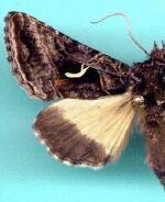 Autographa sansoni