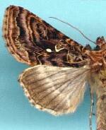 Autographa mappa