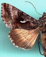 Autographa pseudogamma