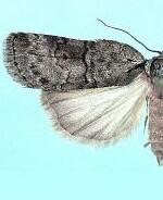 Nycteola cinereana