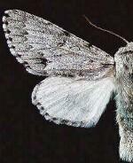 Acronicta lepusculina