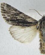 Acronicta barnesii