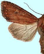 Apamea scoparia