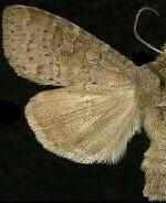 Parastichtis suspecta