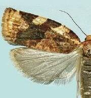 Archips argyrospila