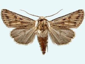 Agrotis daedalus