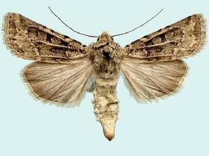 Agrotis orthogonia