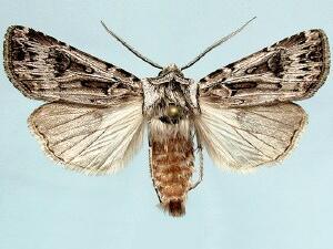 Agrotis robustior